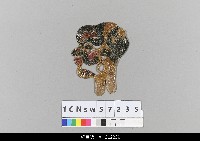 藏品(中國湖北皮影戲偶頭-淨)的圖片